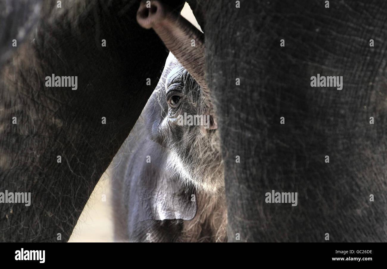 La nouvelle arrivée du zoo de Twycross, un éléphant d'Asie mâle encore sans nom né le 6 août, qui a été présenté au zoo aujourd'hui. Banque D'Images