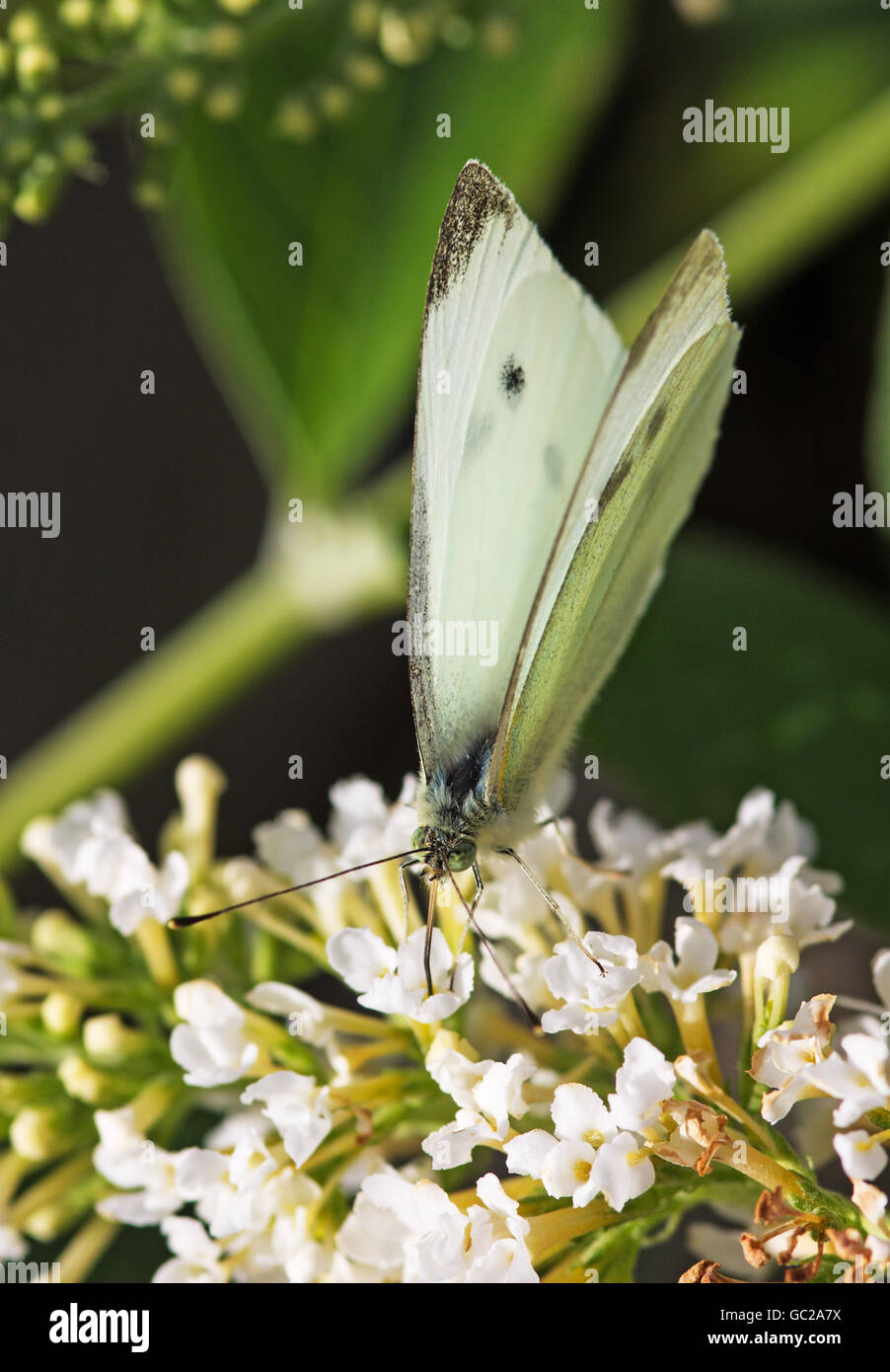 Large White Pieris Rapae Banque D Image Et Photos Alamy