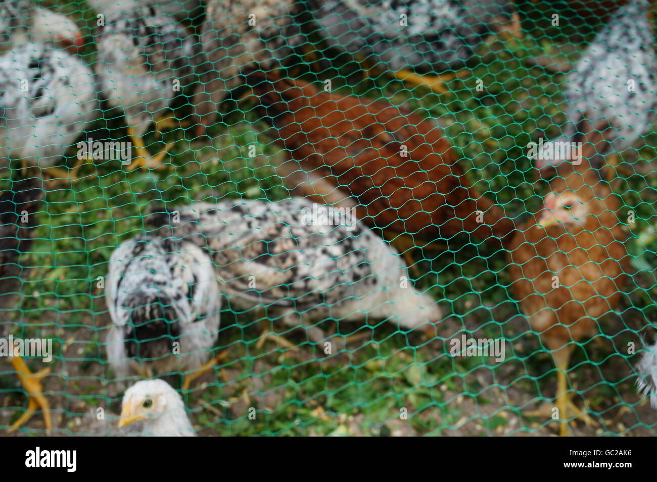 Jeune poulet sur la clôture dans l'axe de la ferme Banque D'Images