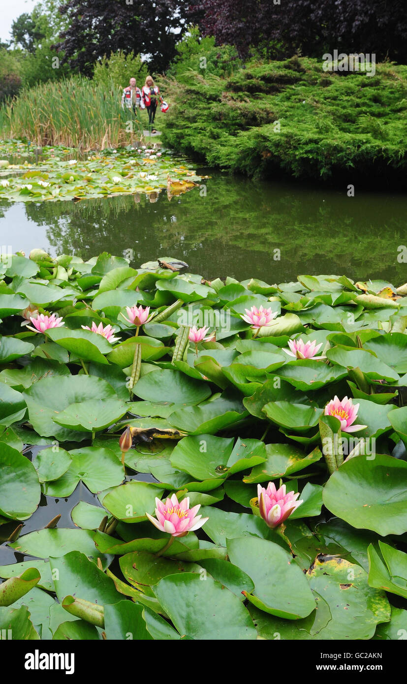 Les visiteurs de Burnby Hall Gardens, Pocklington, East Yorkshire marchent au bord des nénuphars. La collection de lilies d'eau de Hardy est la plus grande collection de ce genre à être trouvée dans un cadre naturel en Europe. Banque D'Images