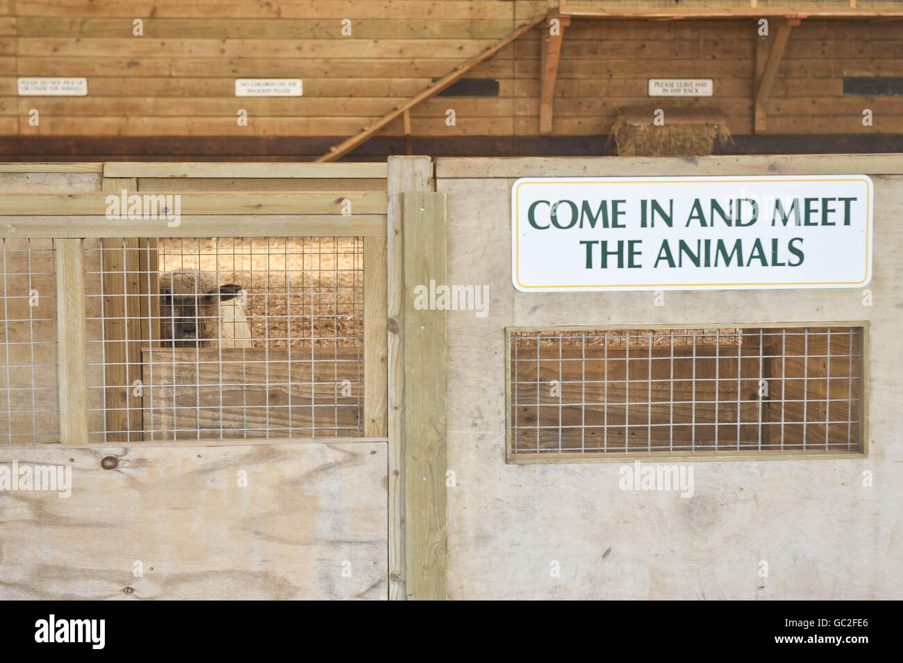 La ferme de la World of Country Life, à Exmouth, dans le Devon, qui est ouverte aux entreprises, a fermé certaines enclos d'animaux de ferme au public par mesure de précaution après de récentes épidémies d'E coli dans tout le Royaume-Uni. Banque D'Images