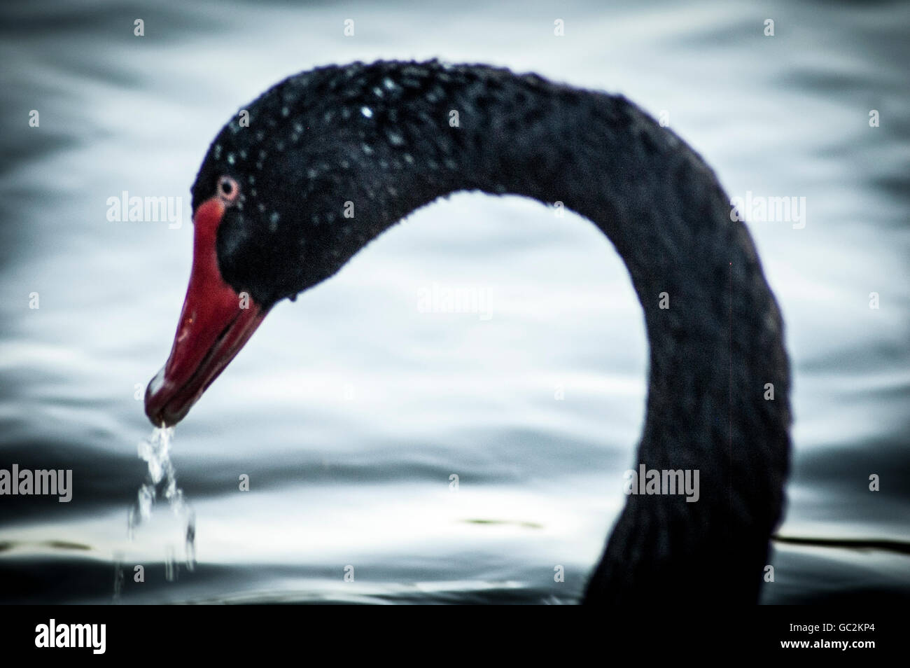 L'eau qui goutte de regal cygnes noirs beak Banque D'Images