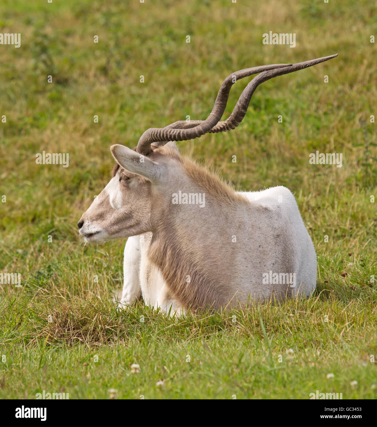 Un nasomaculatas Addax (Addax) une critique d'extinction, courbée, l'antilope à cornes trouvés en petits groupes dans le désert du Sahara Banque D'Images