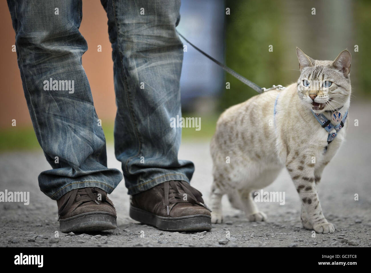Leo Le Chat Leopard Des Neiges Du Bengale Age D Un An Qui Aime Etre Conduit A Pied Au Festival Oktoberfest Vw A Cheddar Somerset Photo Stock Alamy