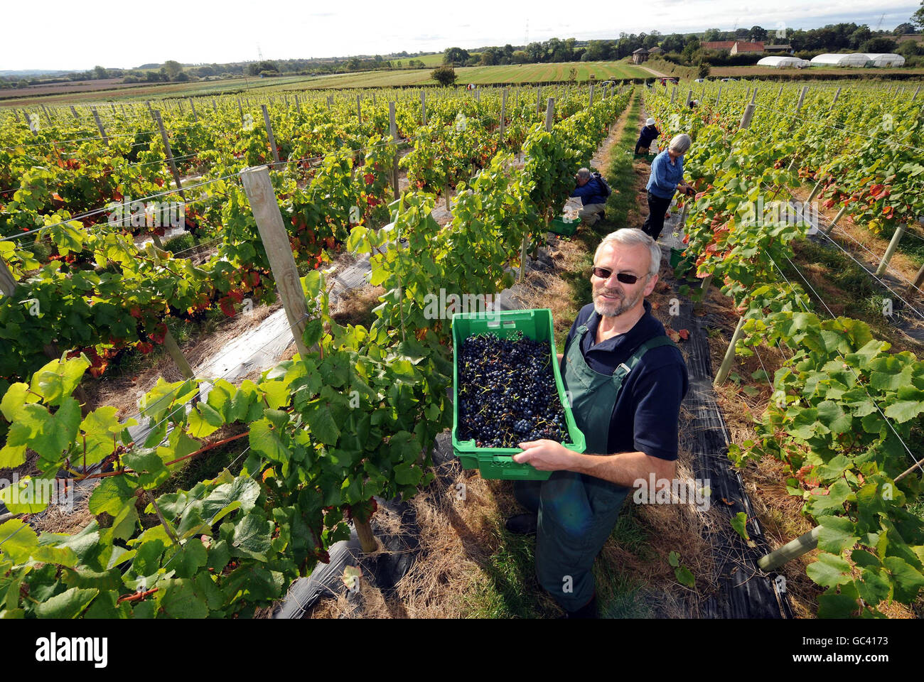 Stuart Smith récolte des raisins dans son vignoble Ryedale de Westow, près de York. Le producteur commercial le plus au nord de l'Angleterre, a déclaré qu'il espérait produire 3,000 bouteilles de vin blanc et de rose cette année par rapport à 450 l'année dernière et qu'il aurait finalement augmenté cette production à 20,000 en cinq ans. Banque D'Images