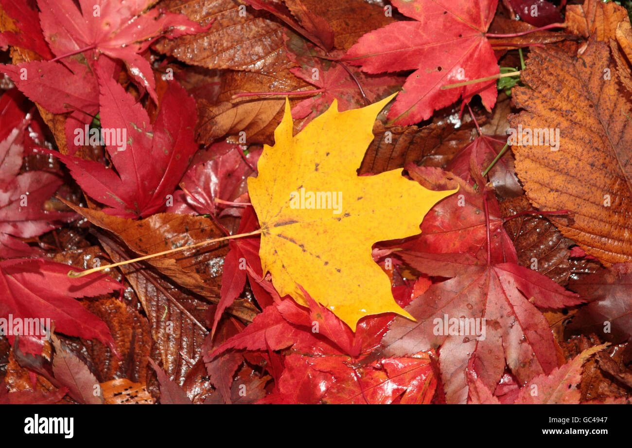 Couleurs d'automne sur les arbres dans les frontières écossaises près de Peebles. Banque D'Images