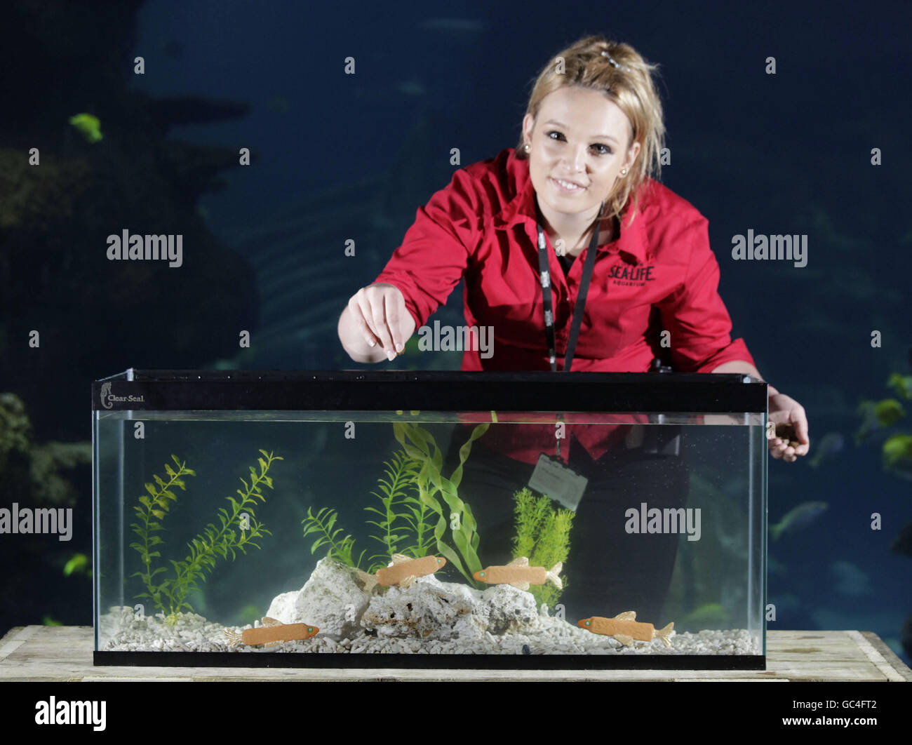 L'aquariste Eleanor Warren nourrit une nouvelle espèce marine, une famille de poissons à doigts, qui sont une nouvelle exposition à l'aquarium SEA LIFE de Londres, conçu pour honax le public. Banque D'Images