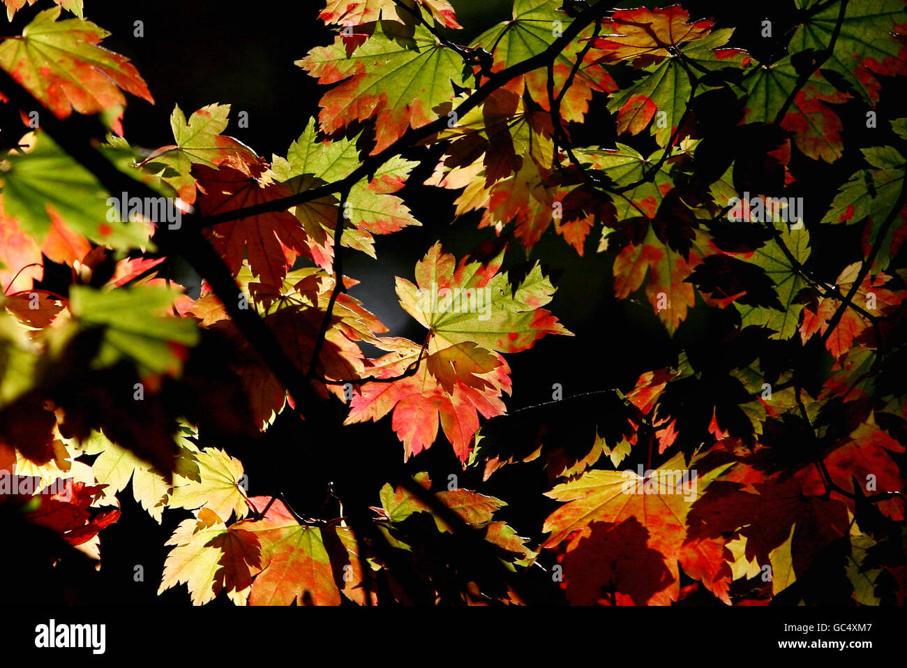Couleurs d'autum à Wakehurst place dans West Sussex. Banque D'Images