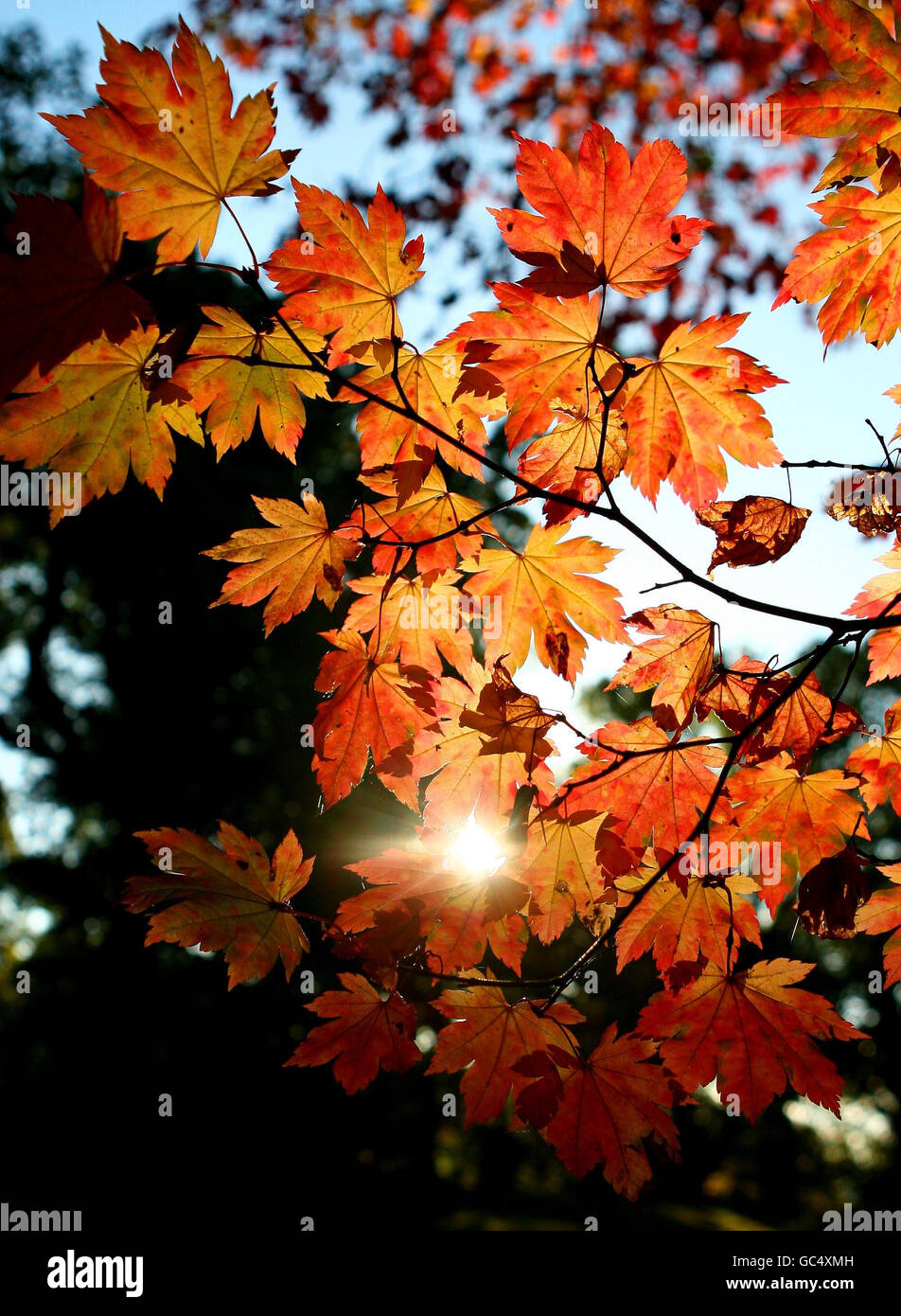 Couleurs d'automne à Wakehurst place dans West Sussex. Banque D'Images