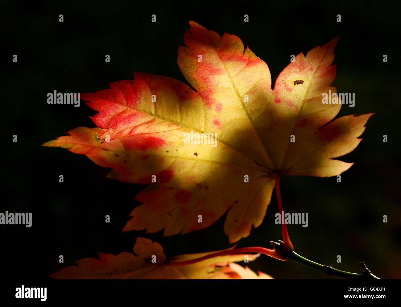 Couleurs d'autum à Wakehurst place dans West Sussex. Banque D'Images