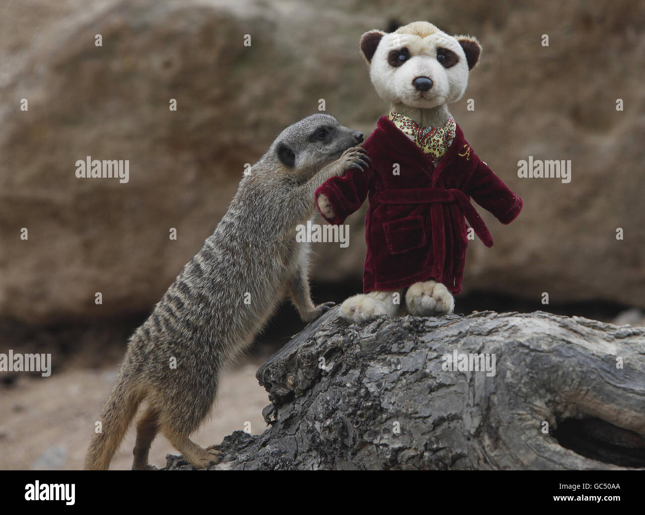 Un Aleksandr Orlov meerkat « Talking Toy » dans l'enceinte meerkat du zoo de Londres devant être mis en vente exclusivement à Harrods début décembre. Banque D'Images