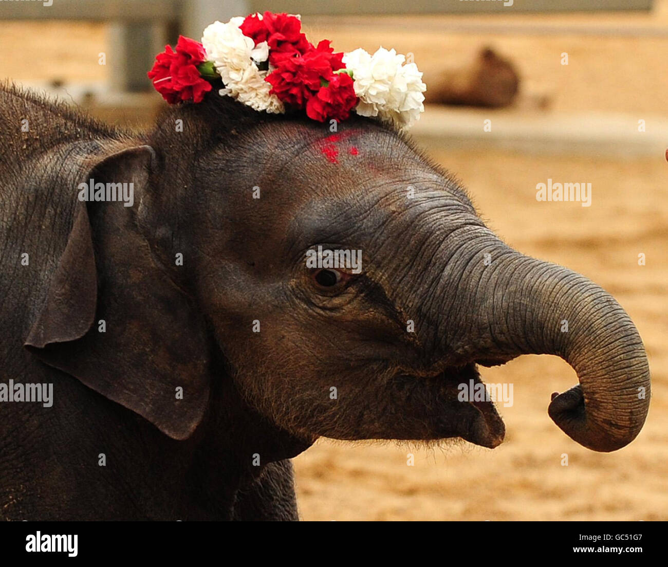 Ganesh Vijay, le premier veau d'éléphant né au zoo de Twycross par insémination artificielle (A.I.), après avoir été officiellement nommé et béni pour la bonne santé lors d'une cérémonie hindoue traditionnelle menée par un Brahmin (prêtre hindou) au zoo de Twycross, Leicestershire. Banque D'Images