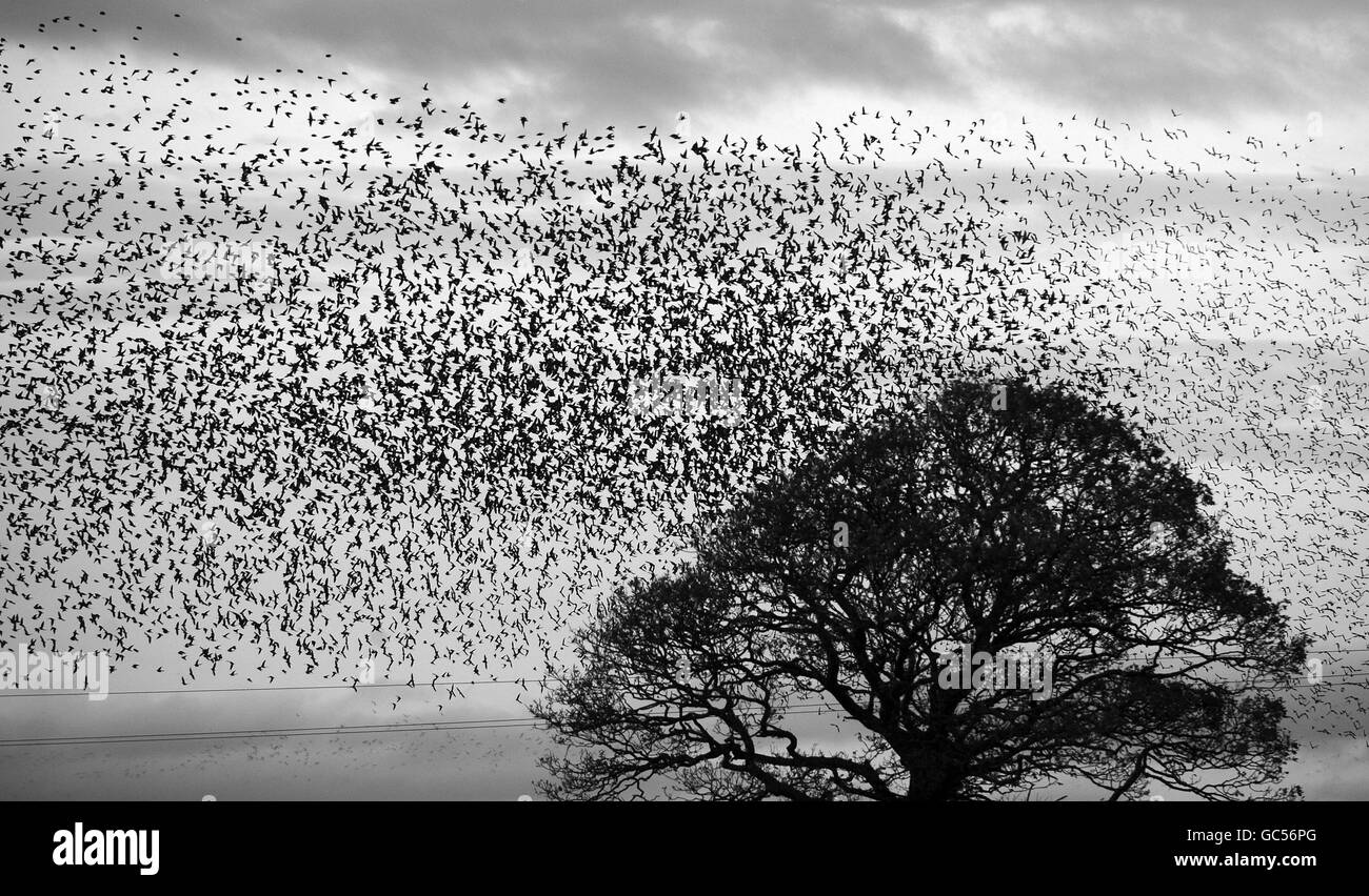 CHANGÉ EN NOIR ET BLANC des milliers de Starlings sont retournés à Gretna sur l'Angleterre, Scotland Boarder à rôtir pour l'hiver mettant sur une exposition de formes. Banque D'Images