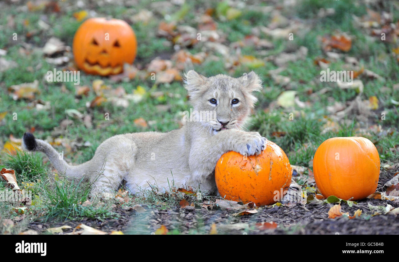 Gabriel, un jeune lion asiatique de trois mois, joue avec une citrouille dans son enceinte du zoo de Londres. Banque D'Images