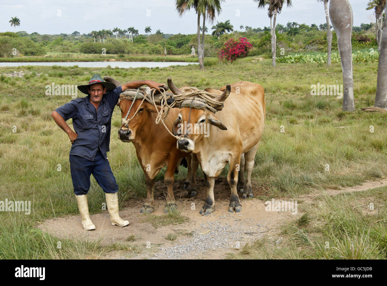 Agriculteur avec taureaux, Cuba rural Banque D'Images