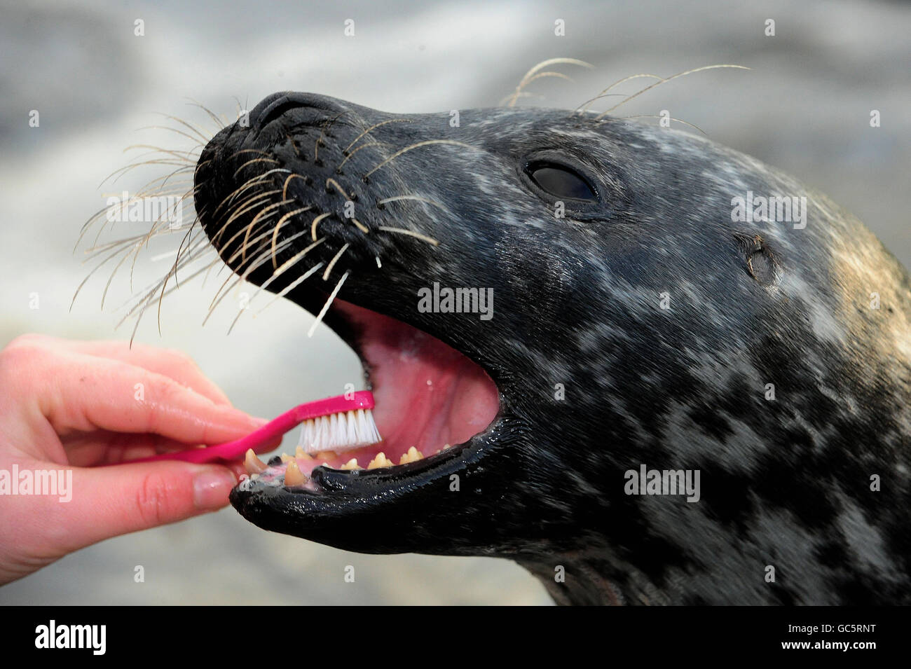 SOFUS le phoque du port de l'aquarium Blue Reef à Tynemouth avoir ses dents propres en préparation à une opération par le vétérinaire/dentiste pour avoir une de ses dents avant enlevé parce qu'il a cassé. Banque D'Images