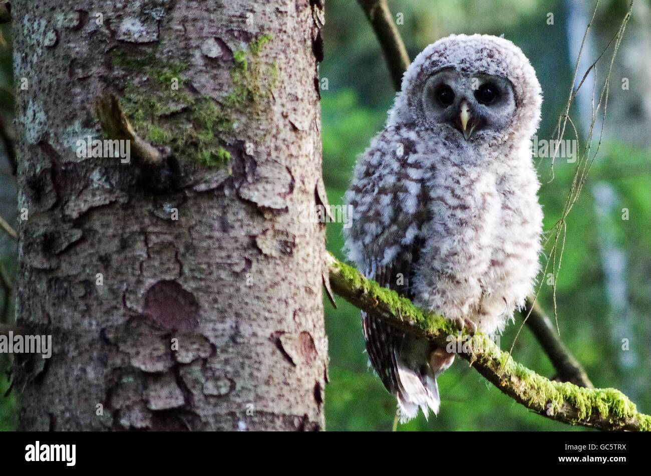 Chouette bébé perché sur une branche dans la vallée de Comox, Vancouver Island, British Columbia, Canada Banque D'Images