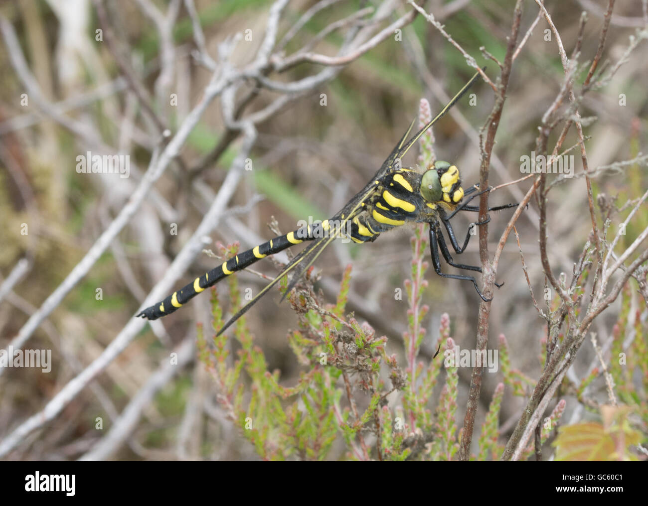 Libellule à anneaux dorés (Cordulegaster boltonii) sur la bruyère dans le Berkshire, Angleterre, Royaume-Uni Banque D'Images