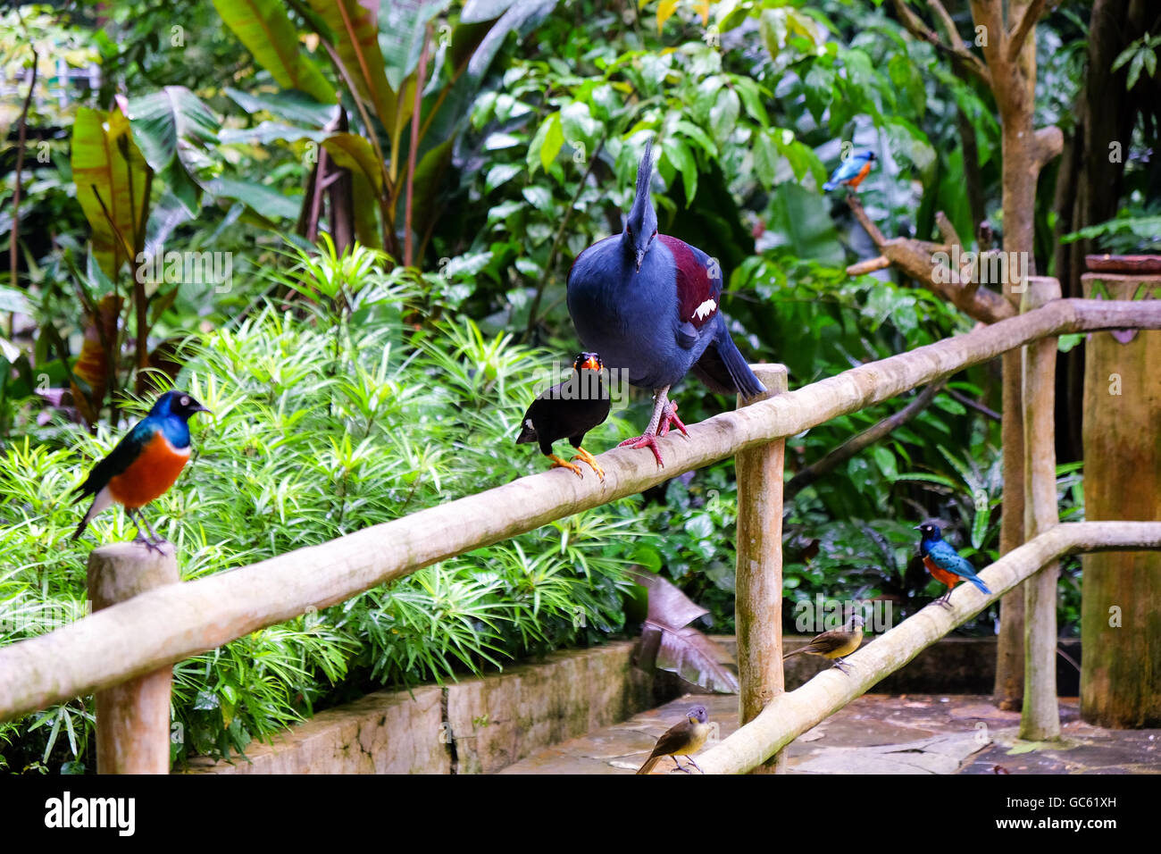 Parc des Oiseaux Les oiseaux à Singapour Banque D'Images