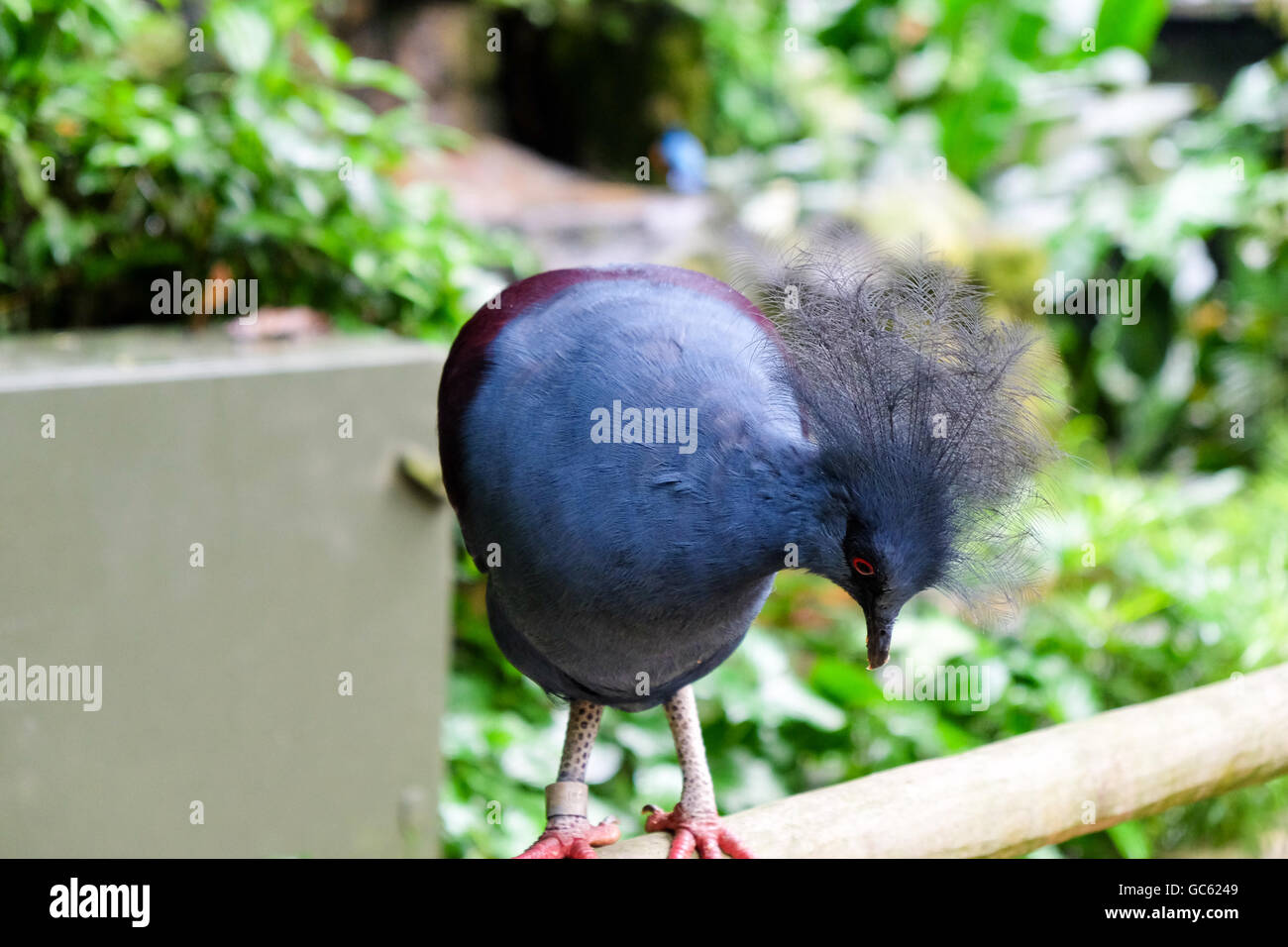 Parc des Oiseaux Les oiseaux à Singapour Banque D'Images