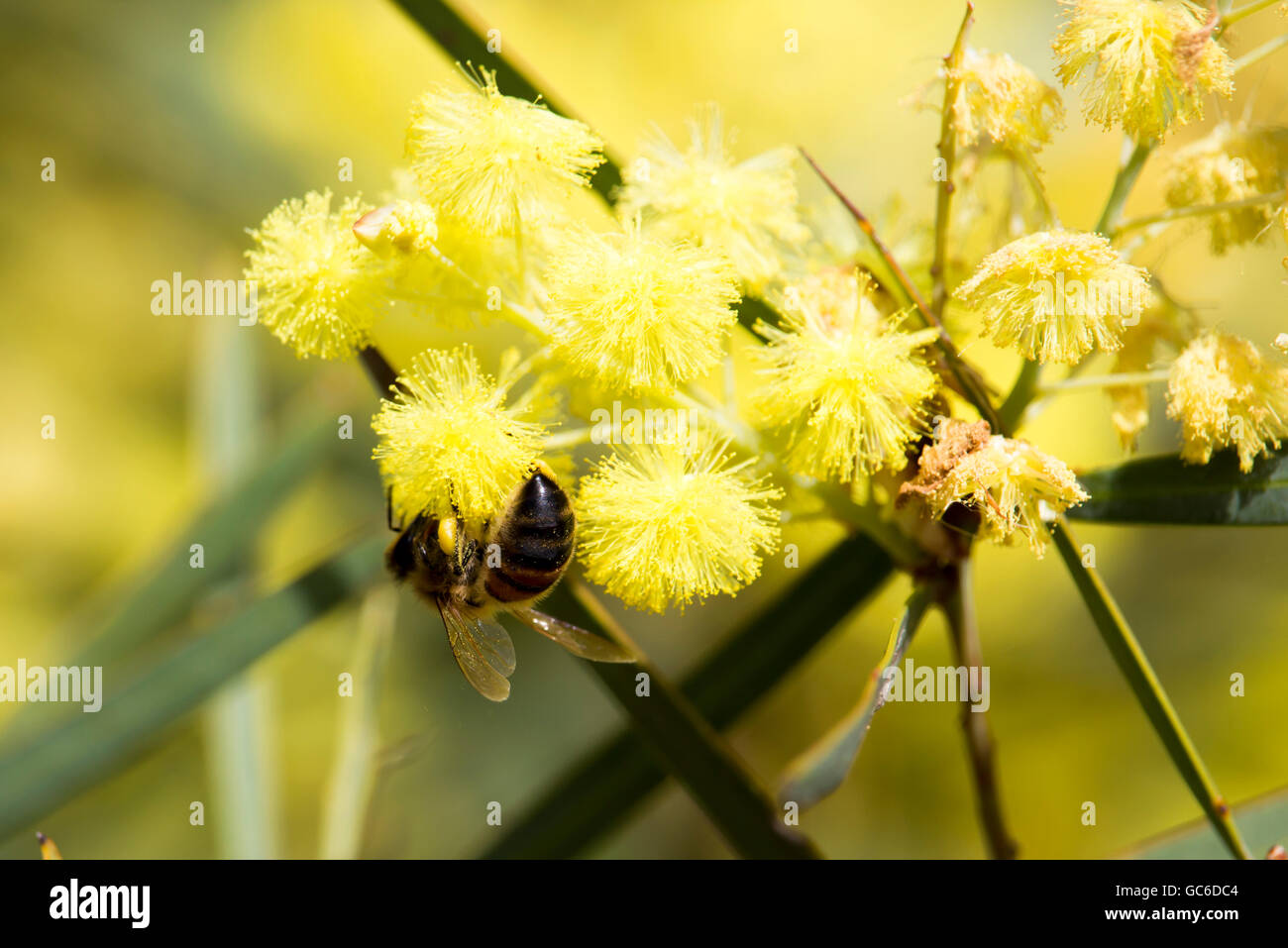 Abeille venant butiner belle parfumé moelleux West Australian wattle acacia en fleurs espèces sur un matin ensoleillé au début de l'hiver. Banque D'Images