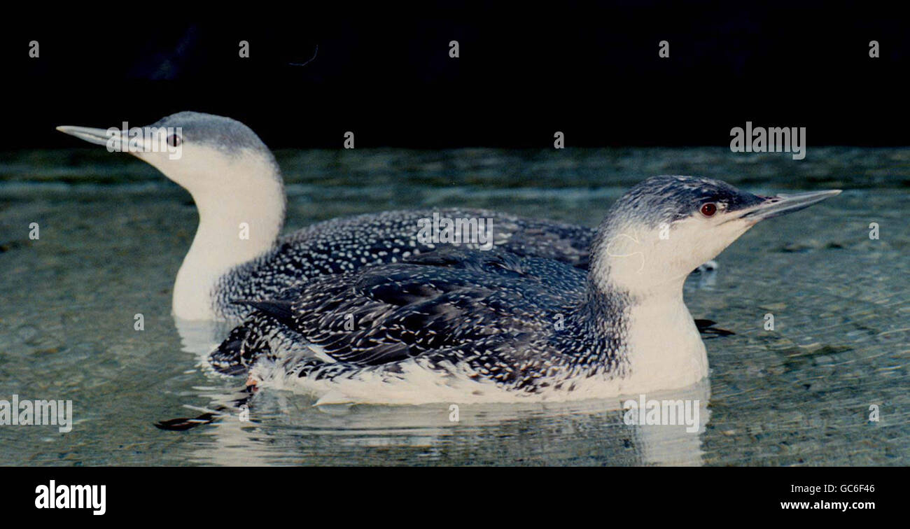 Image du fichier, datée du 29/02/1996. Plongeurs à gorge rouge, l'une des races visées par des propositions visant à établir une douzaine de nouveaux sites marins de conservation autour du Royaume-Uni. Banque D'Images