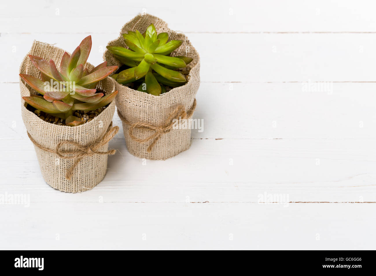 Kalanchoe dans petit pot sur fond blanc. Banque D'Images