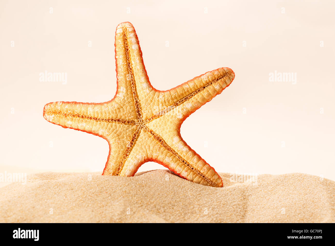 Dans l'étoile de mer sable sur fond blanc Banque D'Images