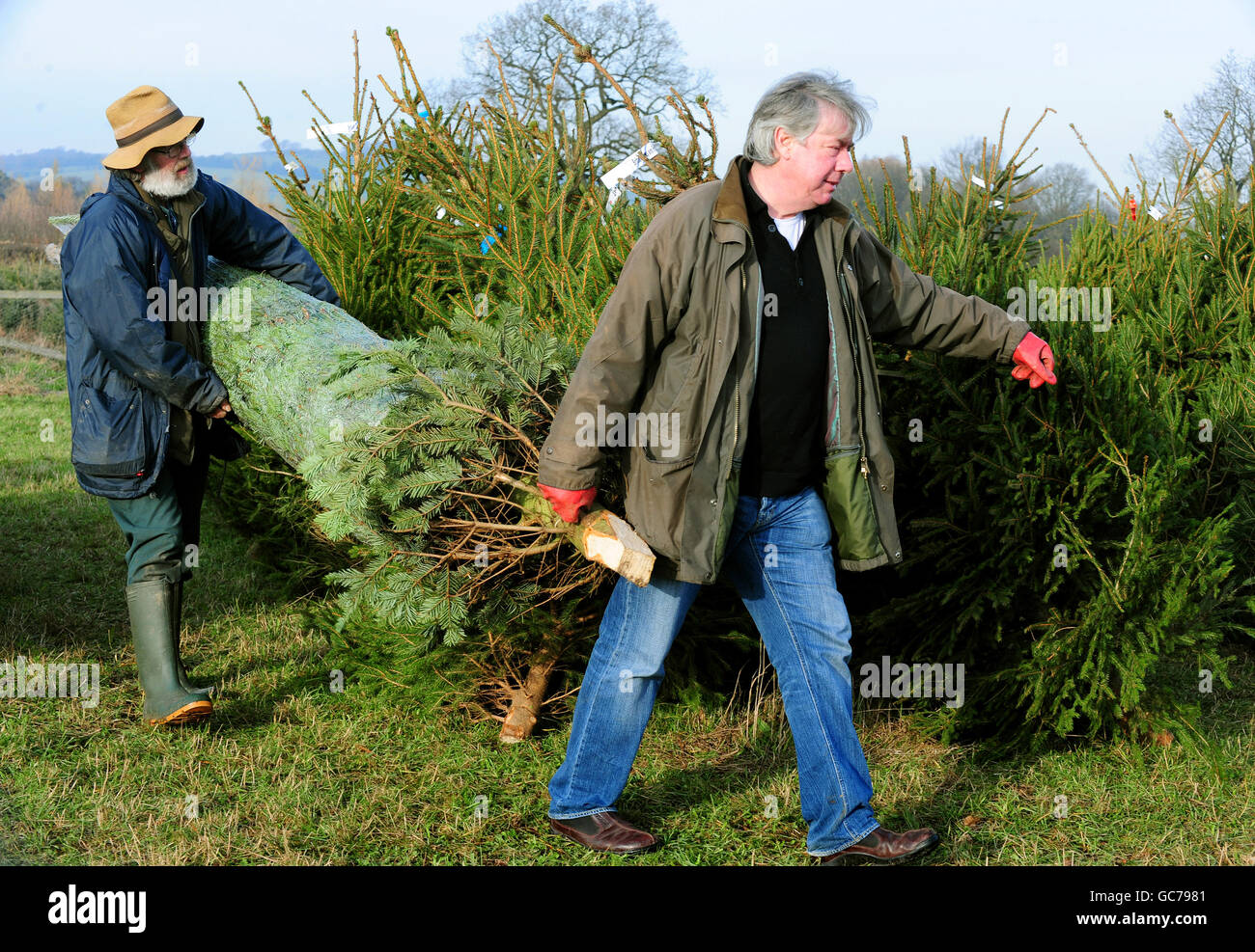 Les membres du public achetant des arbres de Noël à Bradgatetree Farm, Woodhouse Eaves, Leicestershire. Banque D'Images