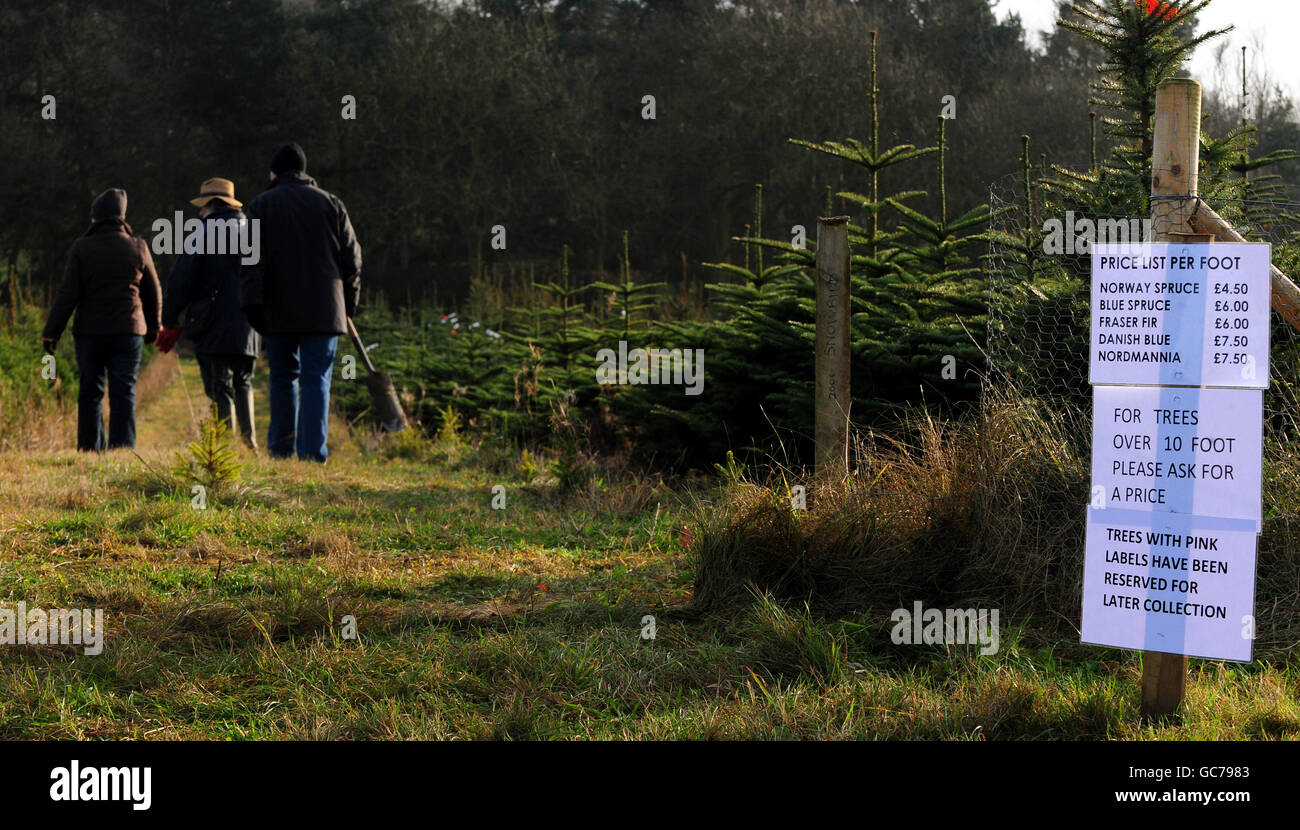 Les membres du public achetant des arbres de Noël à Bradgatetree Farm, Woodhouse Eaves, Leicestershire. Banque D'Images