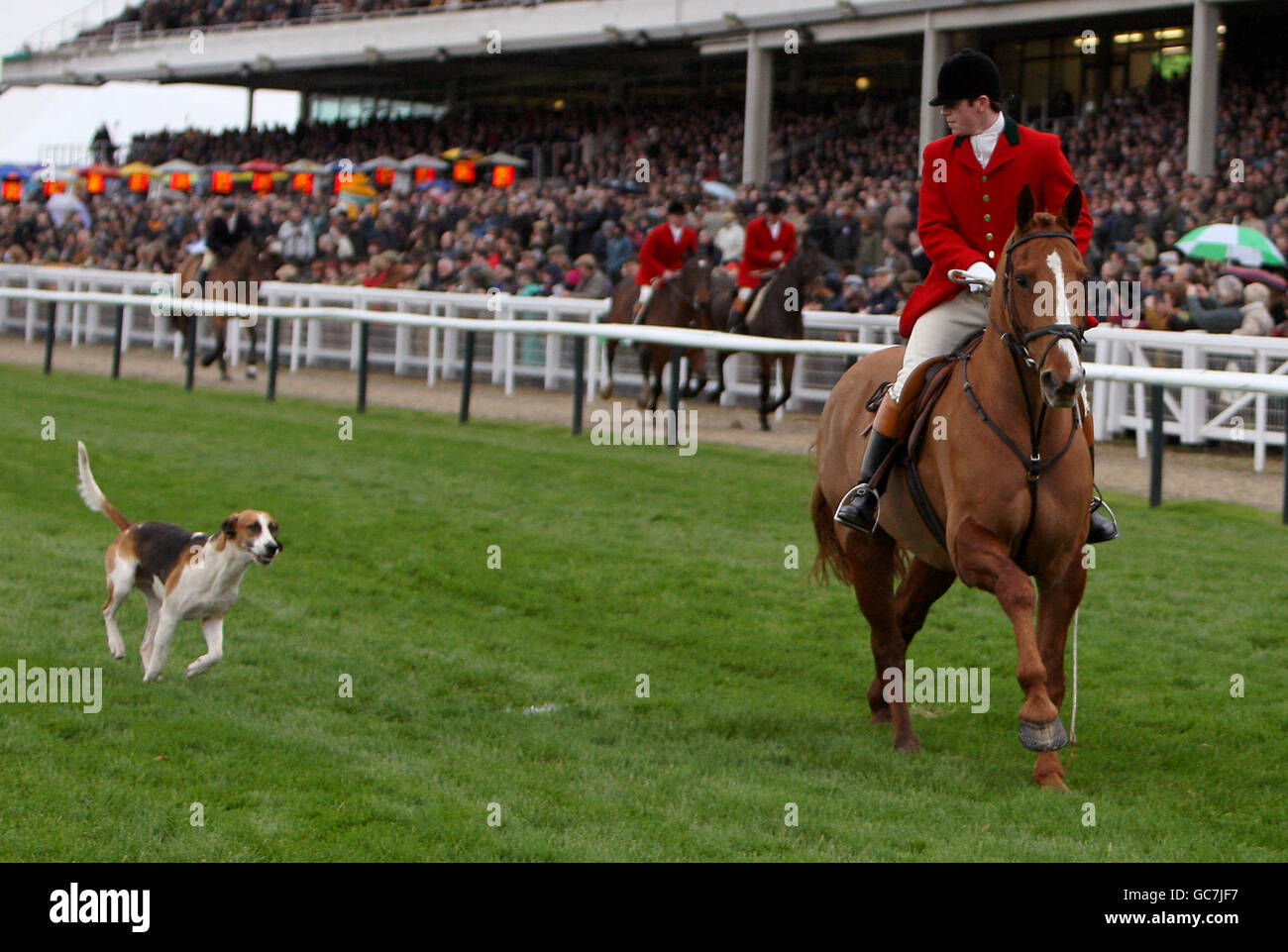 Courses hippiques - The Open - Day One - Cheltenham Racecourse.Un huntsman mène un groupe de Hounds sur le parcours. Banque D'Images