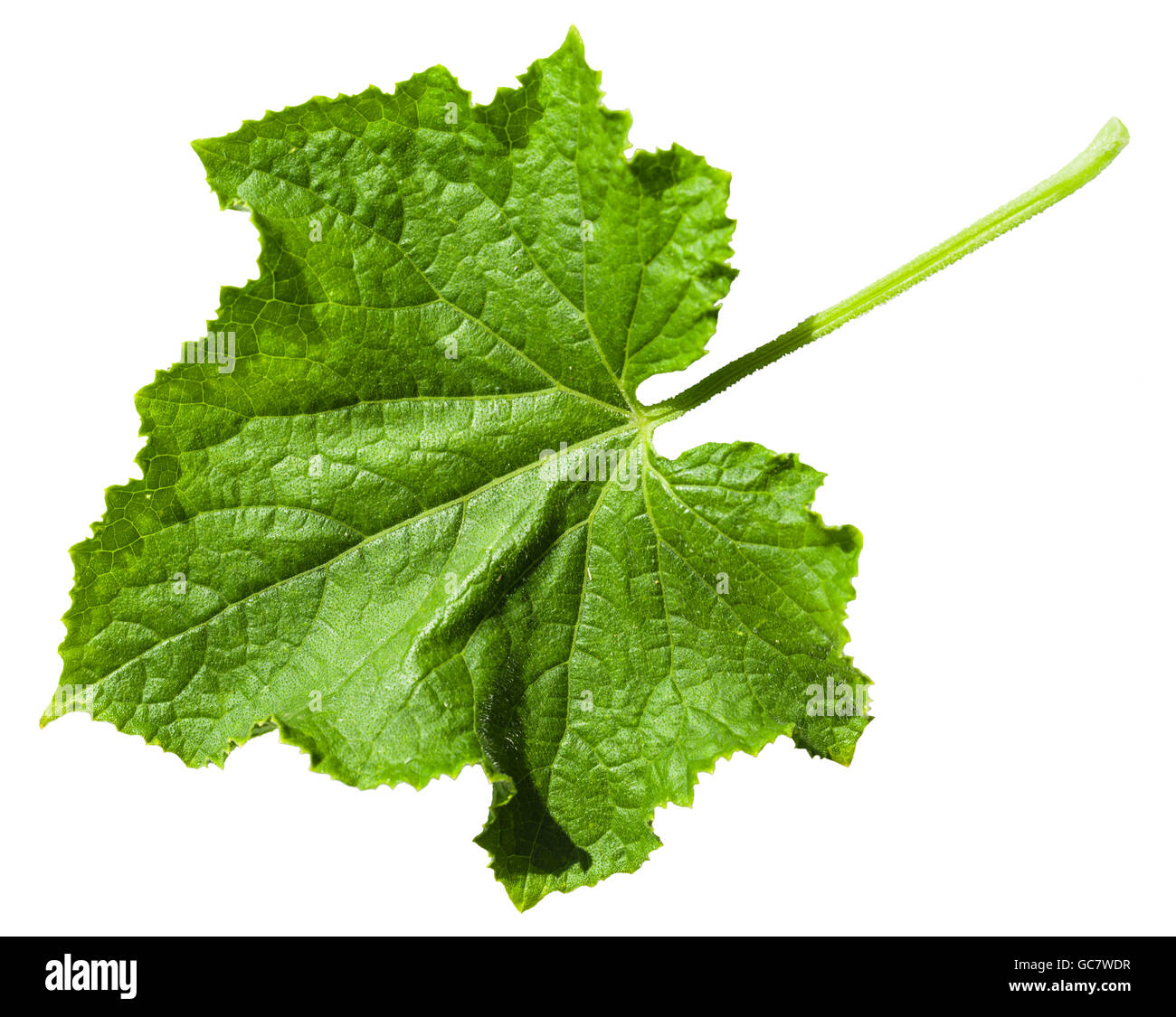 Vert feuille de concombre (Cucumis sativus) isolé sur fond blanc Banque D'Images