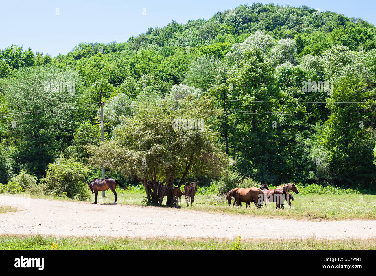 Paysage rural avec troupeau de chevaux dans la région de basses montagnes près de Shapsugskaya village dans la région du Caucase du Nord en journée ensoleillée Banque D'Images
