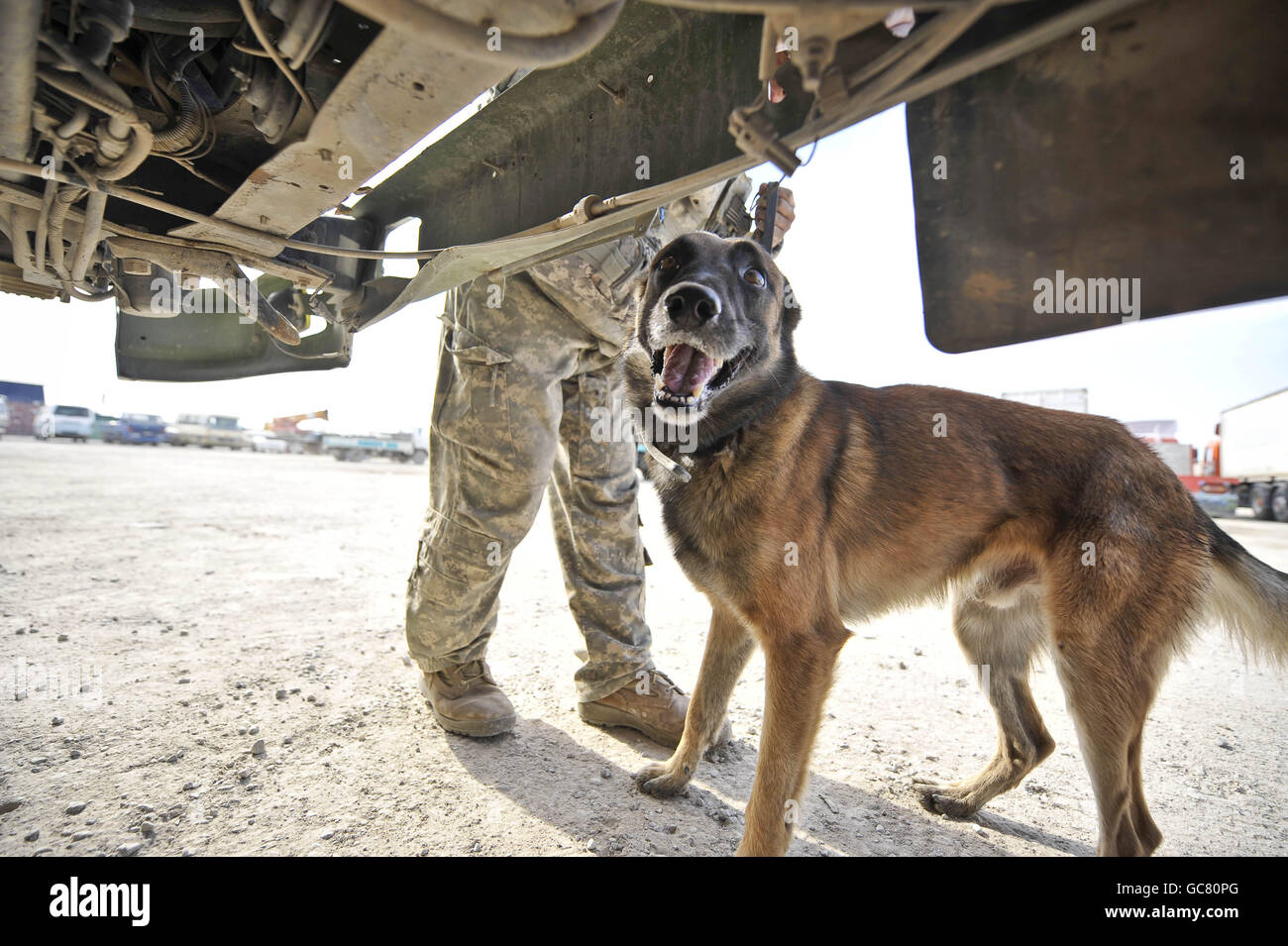 Braum le chien belge de détection de la bombe malinois court autour du dessous d'un camion afghan avec son maître Adel Briones près d'un point de contrôle de véhicule sur l'aérodrome de Kandahar, dans la province de Kandahar, en Afghanistan. Banque D'Images