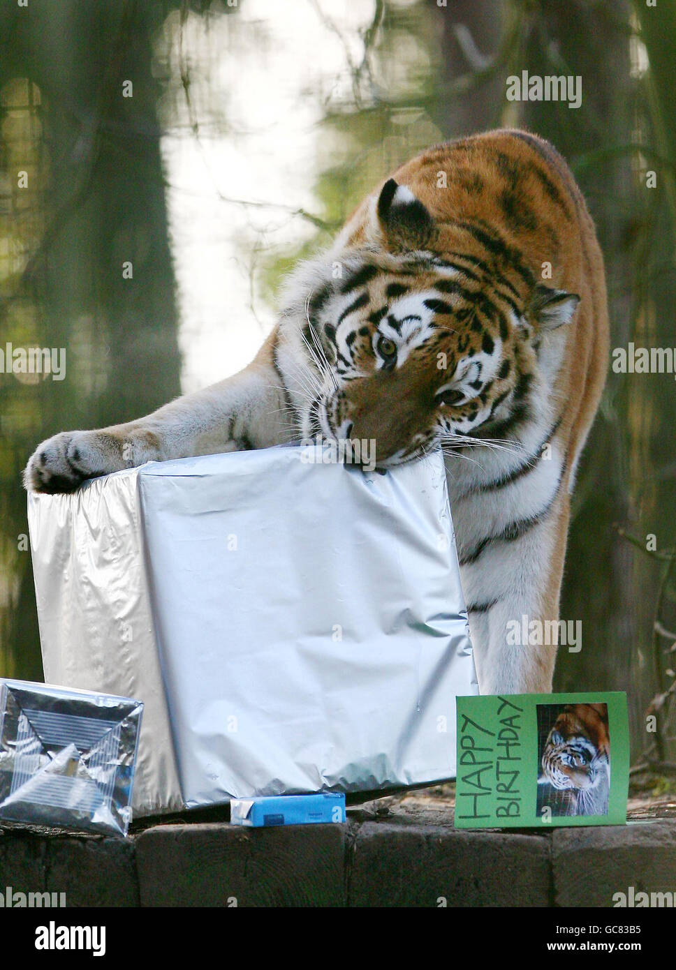 Tigre De Siberie Fete Anniversaire Photo Stock Alamy Tigre De Siberie Fete Anniversaire Photo Stock Alamy