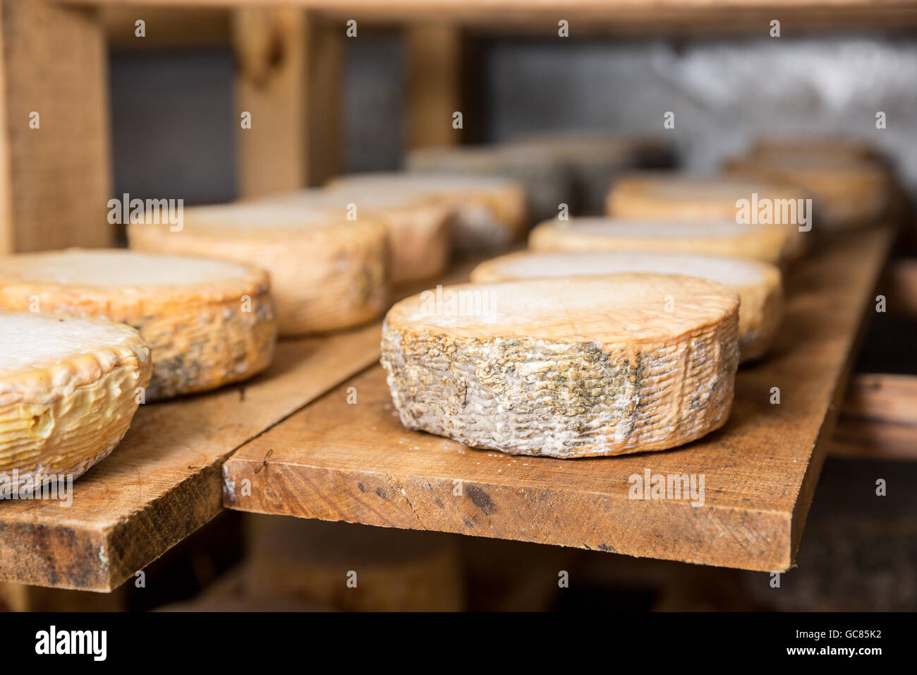 Petite tête de jeune fromage de chèvre avec une moisissure bleue dans une cave dans une ferme privée. Fabrication du fromage Banque D'Images