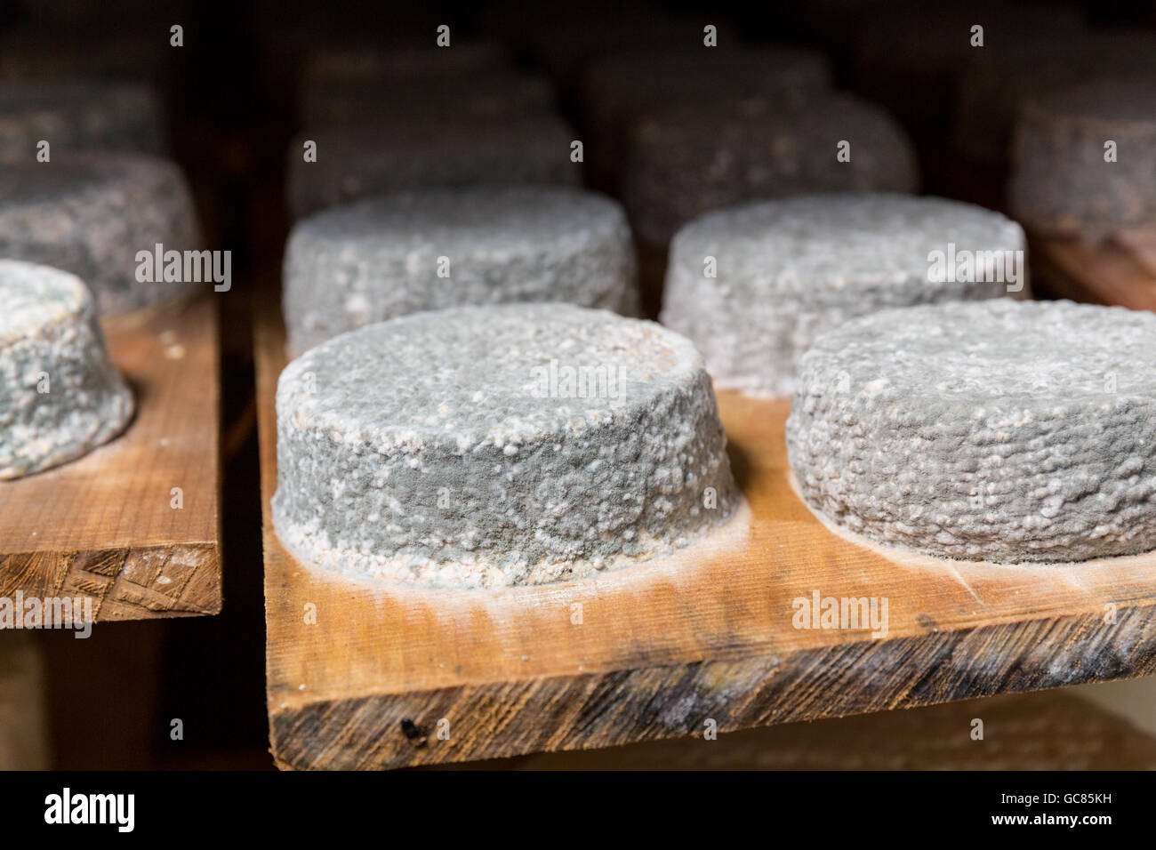 Petite tête de jeune fromage de chèvre avec une moisissure bleue dans une cave dans une ferme privée. Fabrication du fromage Banque D'Images