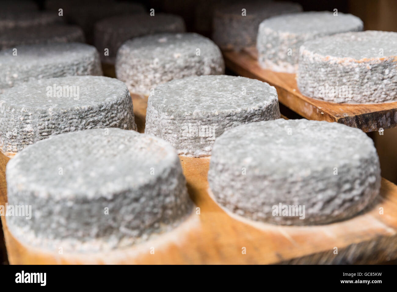 Petite tête de jeune fromage de chèvre avec une moisissure bleue dans une cave dans une ferme privée. Fabrication du fromage Banque D'Images