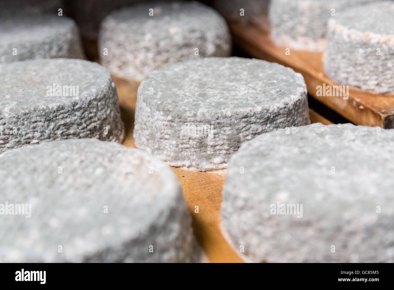 Petite tête de jeune fromage de chèvre avec une moisissure bleue dans une cave dans une ferme privée. Fabrication du fromage Banque D'Images