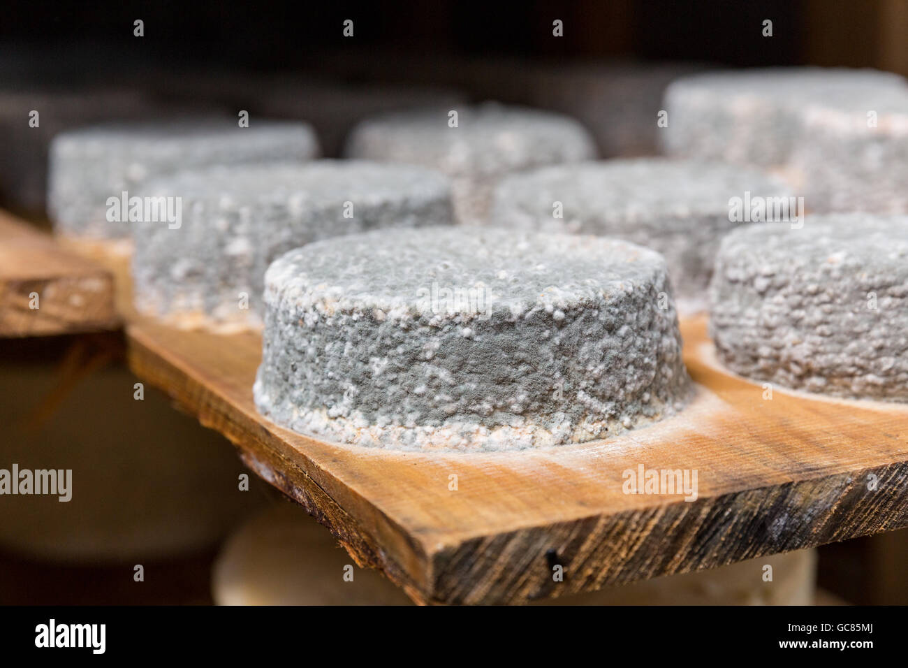 Petite tête de jeune fromage de chèvre avec une moisissure bleue dans une cave dans une ferme privée. Fabrication du fromage Banque D'Images