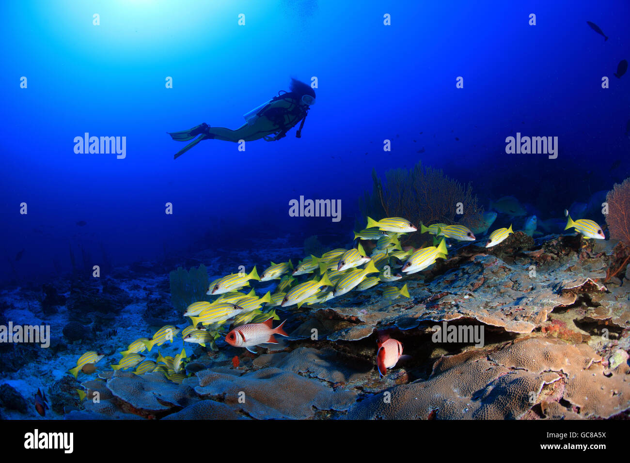 Scuba Diver explore les récifs coralliens tropicaux Banque D'Images