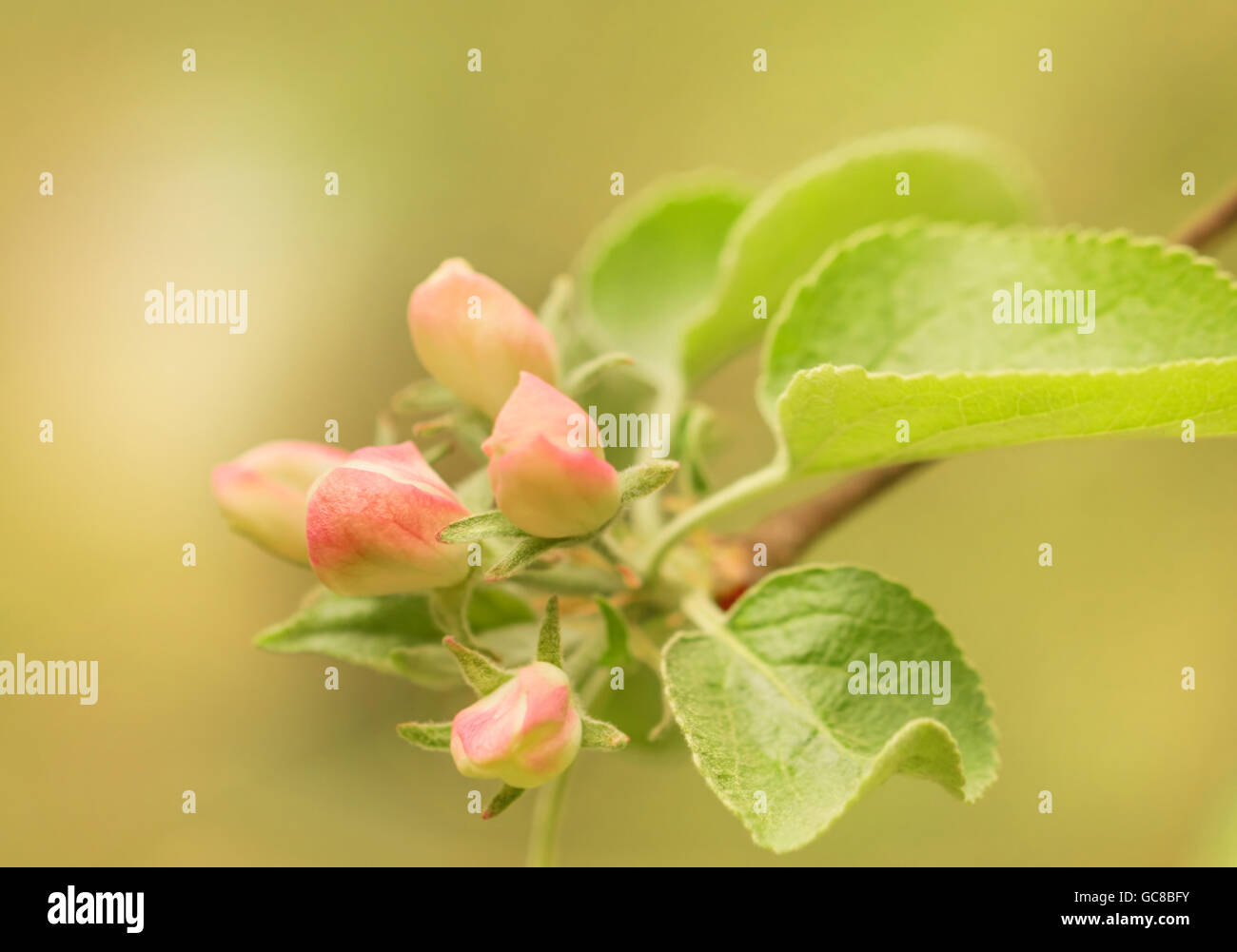 Offres de Nice de l'épanouissement des bourgeons rose printemps apple tree Banque D'Images