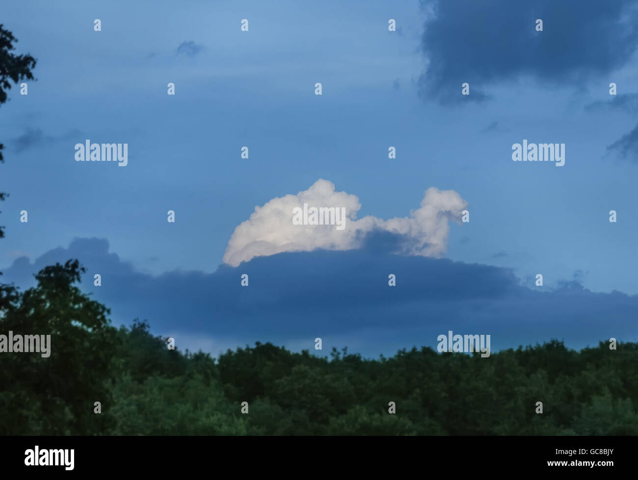 Les nuages blancs dans le ciel bleu au-dessus des arbres à jour d'été Banque D'Images