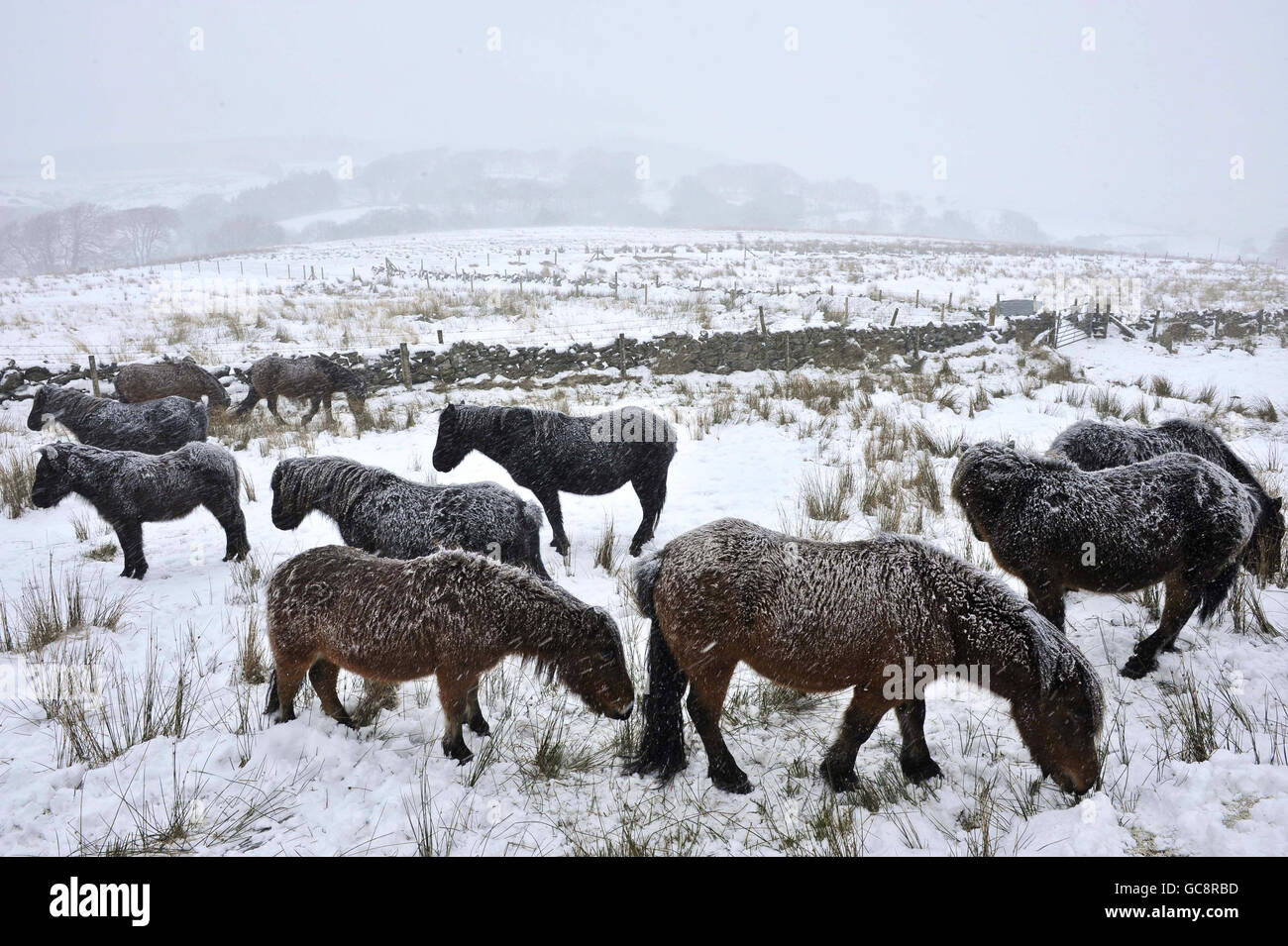 Dartmoor poneys brave la neige fraîche qui tombe dans le sud-ouest du Royaume-Uni près de Two Bridges, Dartmoor, Devon. Banque D'Images