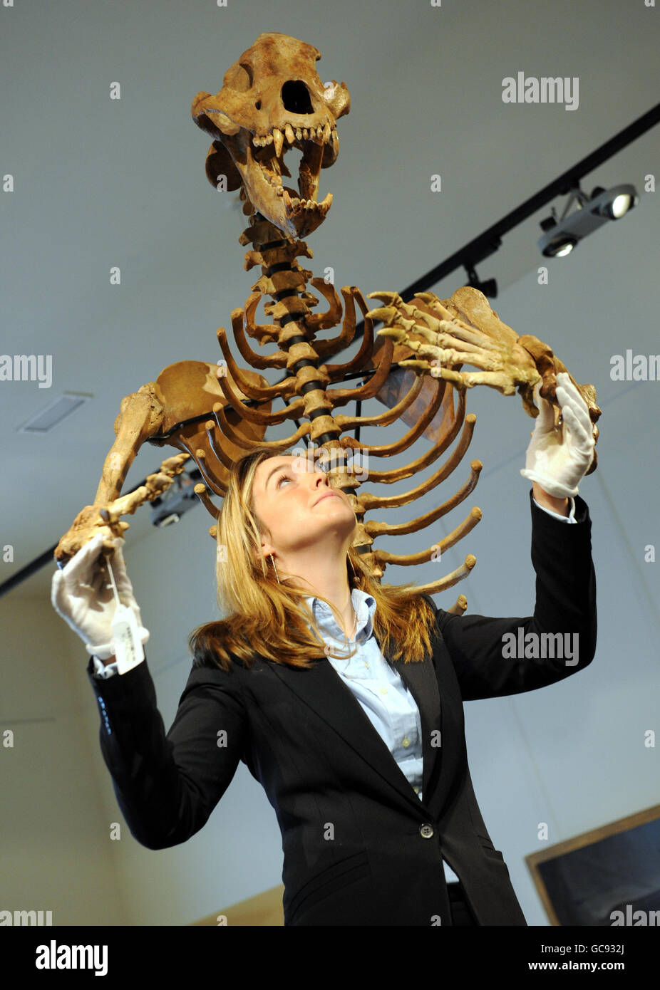 Zelina Burt avec le squelette d'un ours de grotte de l'âge de glace, (entre 50-100 millions d'années) estimé à 18, 000 - 22, 000 en spectacle à Bonhams enchères salles, Londres. Le squelette sera vendu dans le cadre de la vente de la bibliothèque de gentleman de la maison de vente aux enchères. Banque D'Images