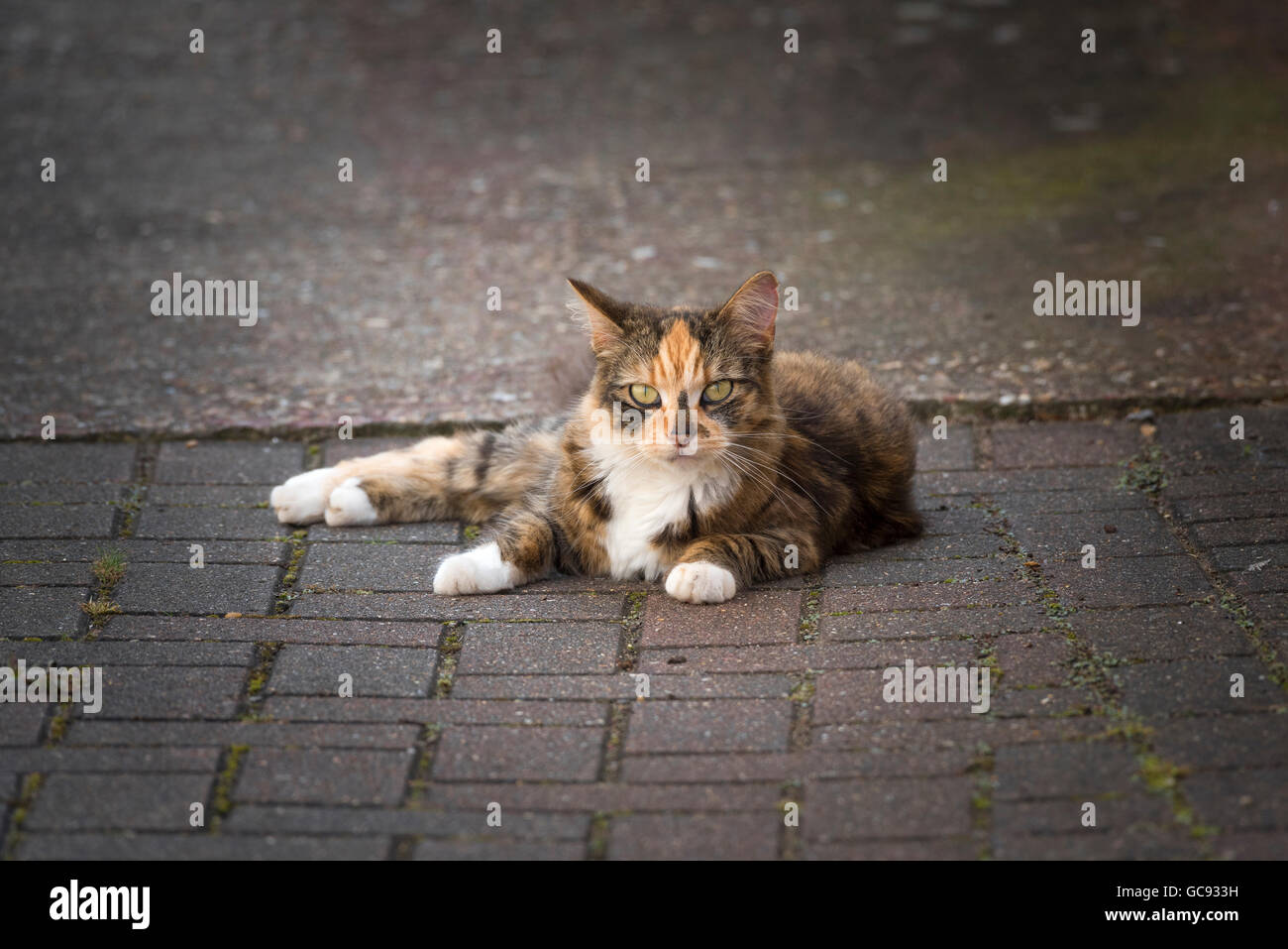 Le pavot chat écaille de profiter du soleil Banque D'Images