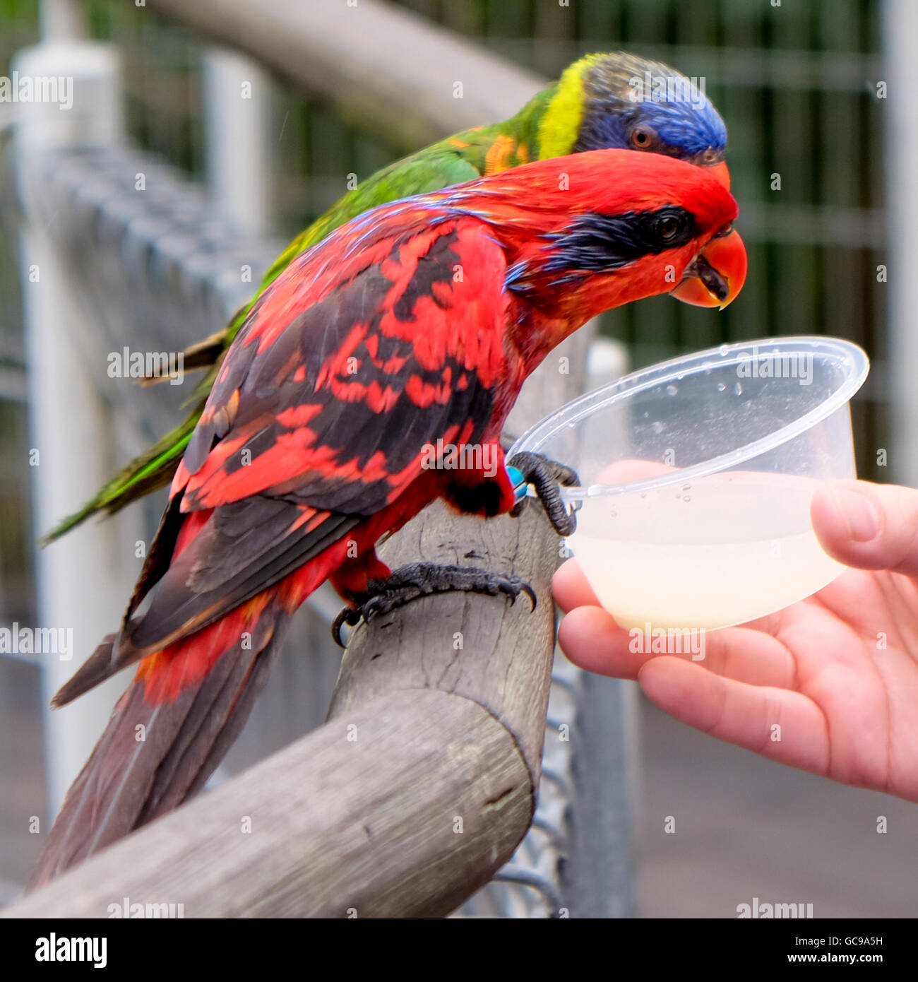 Parc des Oiseaux Les oiseaux à Singapour Banque D'Images
