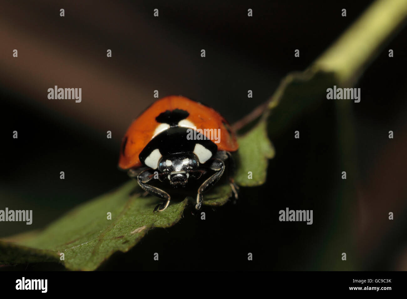 7-spot ladybird, Coccinella 7-punctata, Banque D'Images