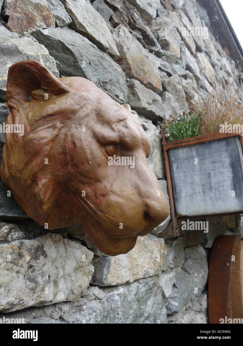 Stone Tiger tête montée sur un mur Banque D'Images