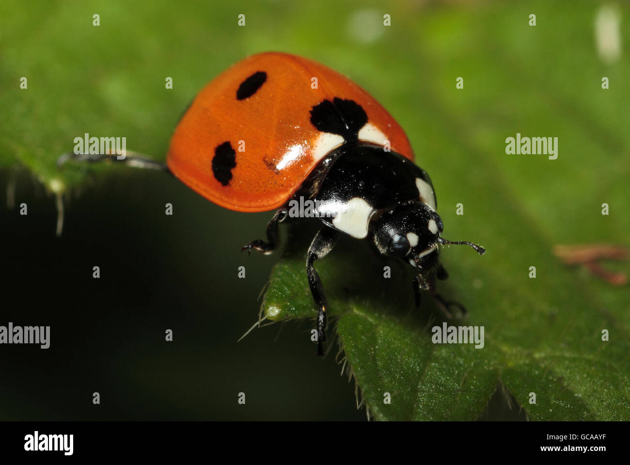 7-spot ladybird, Coccinella 7-punctata, Banque D'Images